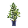 Balsamapfel ‚White Star' – Clusia rosea