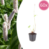 Wiesenknöterich ‚Superba' – Persicaria bistorta
