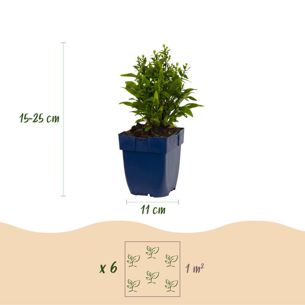 Aster Tricolour – Ansicht 3