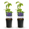 Waldrebe ‚Mrs. N. Thompson' – Clematis – Ansicht 2