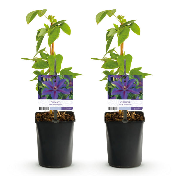 Waldrebe ‚Mrs. N. Thompson' – Clematis – Ansicht 2