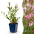 Prachtkerze ‚Florgauros' – Gaura lindheimeri – 1 Stück
