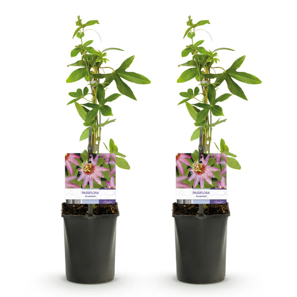 Passionsblume ‚Anastasia' – Passiflora – Ansicht 2