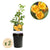 Trompetenblume ‚Flava' – Campsis radicans