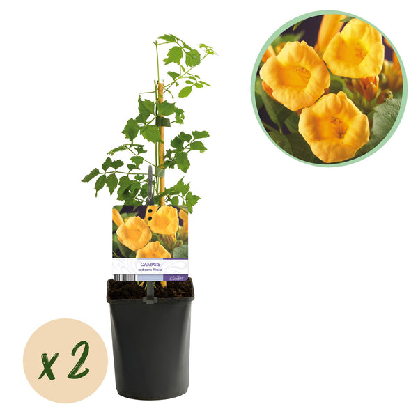 Trompetenblume ‚Flava' – Campsis radicans