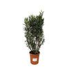 Oleander – Nerium oleander
