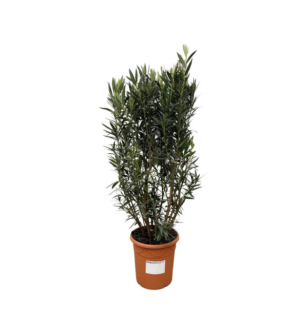 Oleander – Nerium oleander