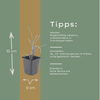 Taglilie ‚Stella de Oro' – Hemerocallis – Ansicht 4