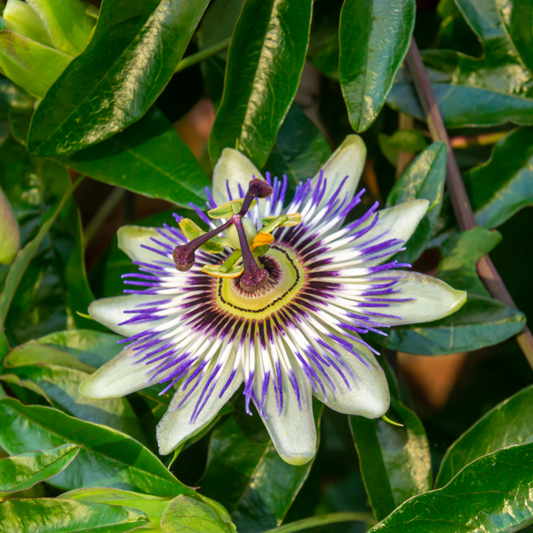 Blaue Passionsblume – Passiflora caerulea – Ansicht 3