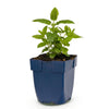 Katzenminze ‚Neptune' – Nepeta nervosa – Ansicht 2