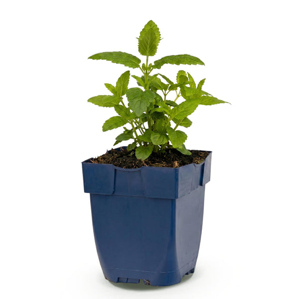 Katzenminze ‚Neptune' – Nepeta nervosa – Ansicht 2