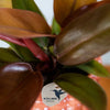 Philodendron ‚Ruby Red' – Ansicht 3