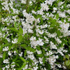Zierliche Deutzie – Deutzia gracilis – Ansicht 5