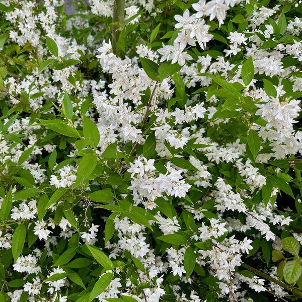 Zierliche Deutzie – Deutzia gracilis – Ansicht 5