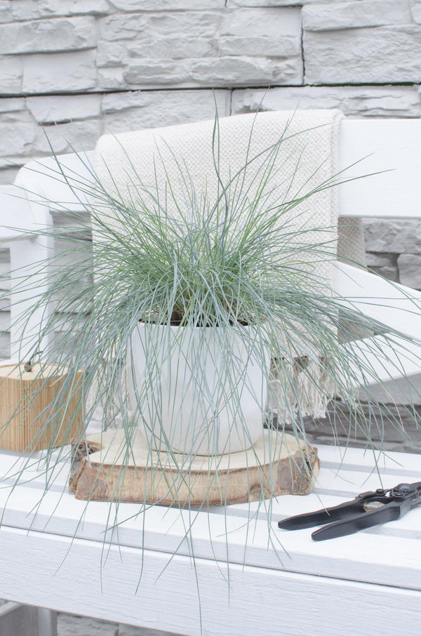 Blauschwingel ‚Azurit' – Festuca glauca – Ansicht 3