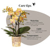 Schmetterlingsorchidee ‚Blossom Lima' – Phalaenopsis – Ansicht 15