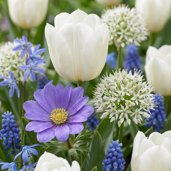 Blumenzwiebel-Set „Bulb Garden Blue" – blaue Sommerblüher-Mischung