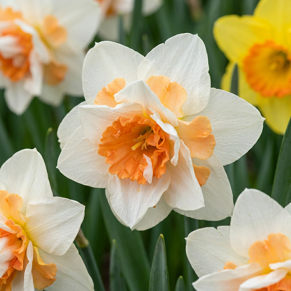 Gefüllte Narzisse ‚Replete' – Narcissus – 10 Stück