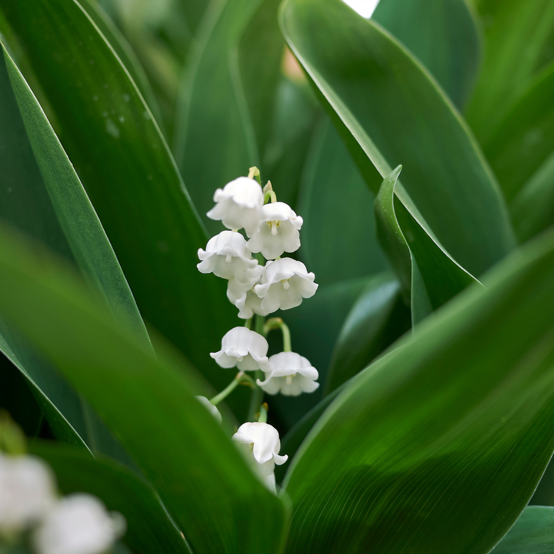 Maiglöckchen – Convallaria majalis – pflegeleicht