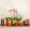 Schmetterlingsorchidee ‚Diamond Spider‘ – Phalaenopsis – Ansicht 5