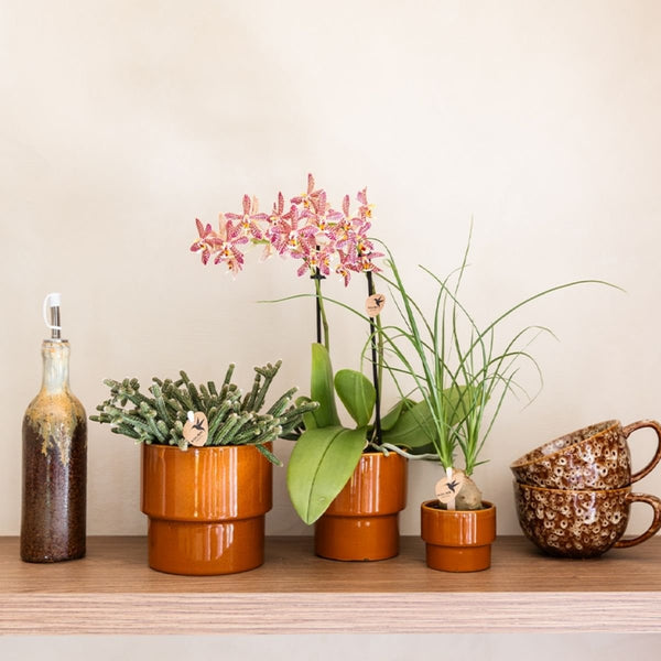 Schmetterlingsorchidee ‚Diamond Spider‘ – Phalaenopsis – Ansicht 5