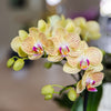 Schmetterlingsorchidee ‚Blossom Lima' – Phalaenopsis – Ansicht 3