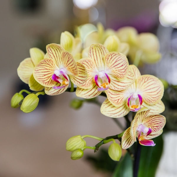 Schmetterlingsorchidee ‚Blossom Lima' – Phalaenopsis – Ansicht 3