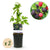 Brombeere ‚Thornfree Evergreen' – Rubus fruticosus