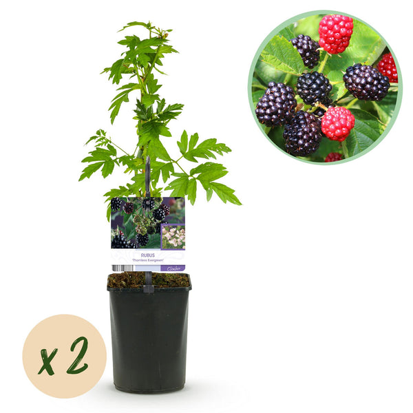 Brombeere ‚Thornfree Evergreen' – Rubus fruticosus