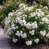 Rose ‚White Fairy' – Rosa – Ansicht 6