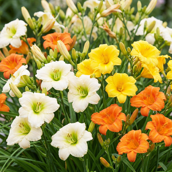 Taglilie – Hemerocallis – Ansicht 5