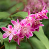 Deutzie ‚Strawberry Fields' – Deutzia hybrida – Ansicht 4