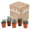 Sukkulenten-Set „Gasteria & Haworthia“ – 5 Sukkulenten – Ansicht 3