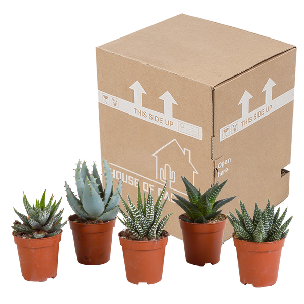 Sukkulenten-Set „Gasteria & Haworthia“ – 5 Sukkulenten – Ansicht 3