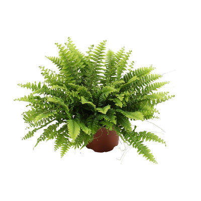 Schwertfarn ‚Green Moment' – Nephrolepis exaltata