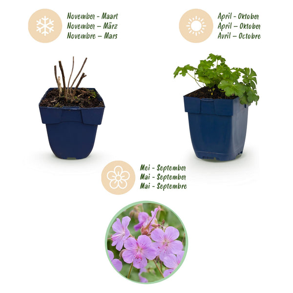Storchschnabel ‚Cambridge' – Geranium cantabrigiense – Ansicht 4