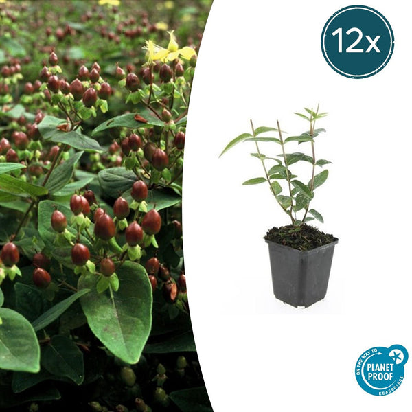 Johanniskraut ‚Rheingold' – Hypericum × inodorum