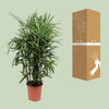 Steckenpalme – Rhapis excelsa – Ansicht 3