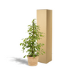 Birkenfeige ‚Golden King' – Ficus benjamina – Ansicht 5