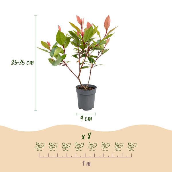 Glanzmispel ‚Little Red Robin' – Photinia × fraseri – Ansicht 4