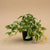 Kunstpflanze Tradescantia im Topf