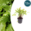 Hirschzungenfarn – Asplenium scolopendrium