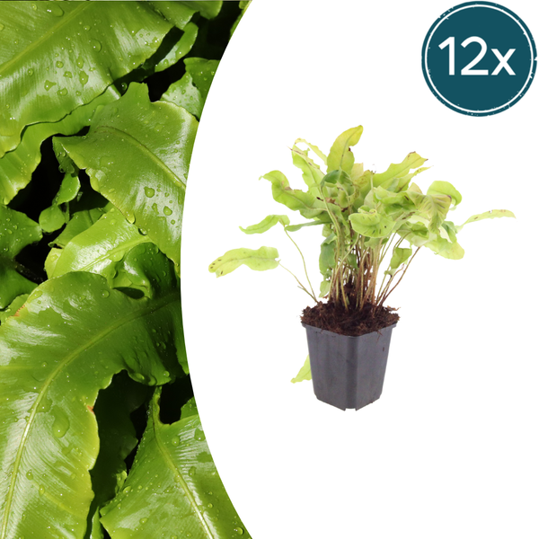 Hirschzungenfarn – Asplenium scolopendrium