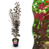 Japanischer Ahorn ‚Skeeter's Broom' – Acer palmatum