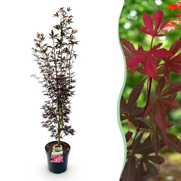 Japanischer Ahorn ‚Skeeter's Broom' – Acer palmatum
