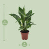 Einblatt ‚Diamond' – Spathiphyllum wallisii – Ansicht 2