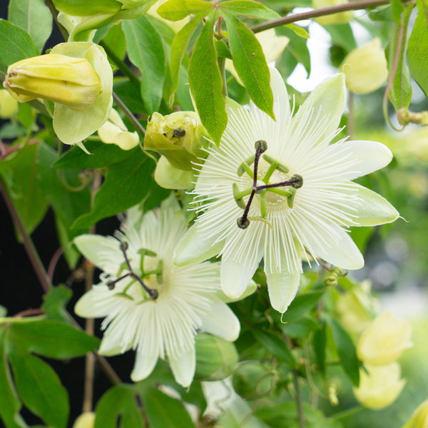 Passionsblume ‚Constance Elliott' – Passiflora caerulea – Ansicht 3