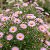 Kissen-Aster ‚Wood's Pink' – Aster dumosus – Ansicht 5