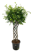 Birkenfeige mit geflochtenem Stamm – Ficus benjamina