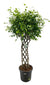 Birkenfeige mit geflochtenem Stamm – Ficus benjamina
